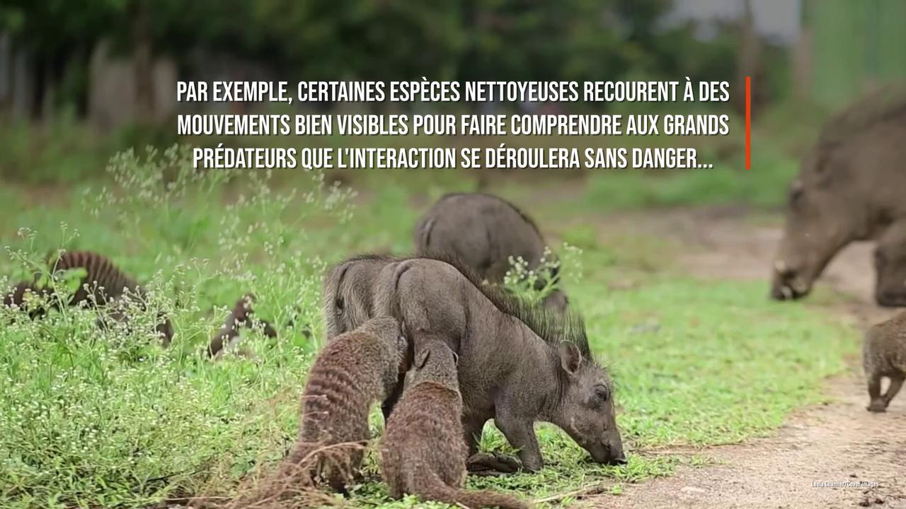 Video thumbnail for Découvrez les vrais Timon et Pumba!.