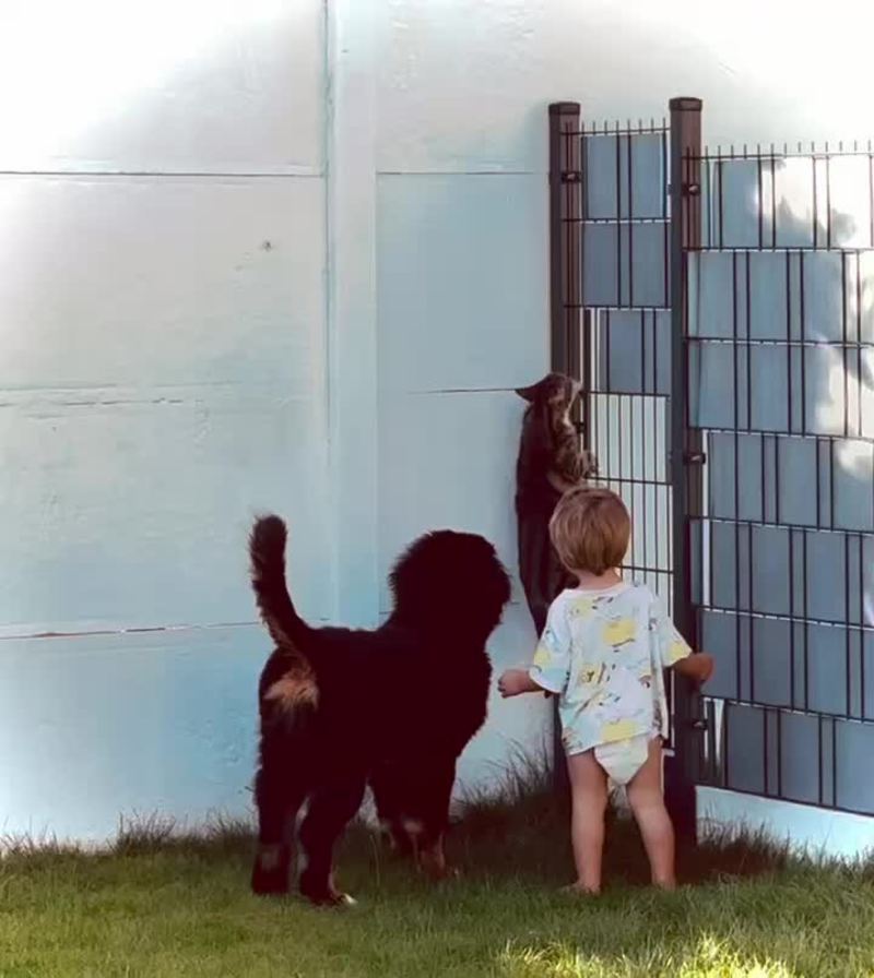 Video thumbnail for Cat Makes Daring Backyard Escape past Dog and Toddler