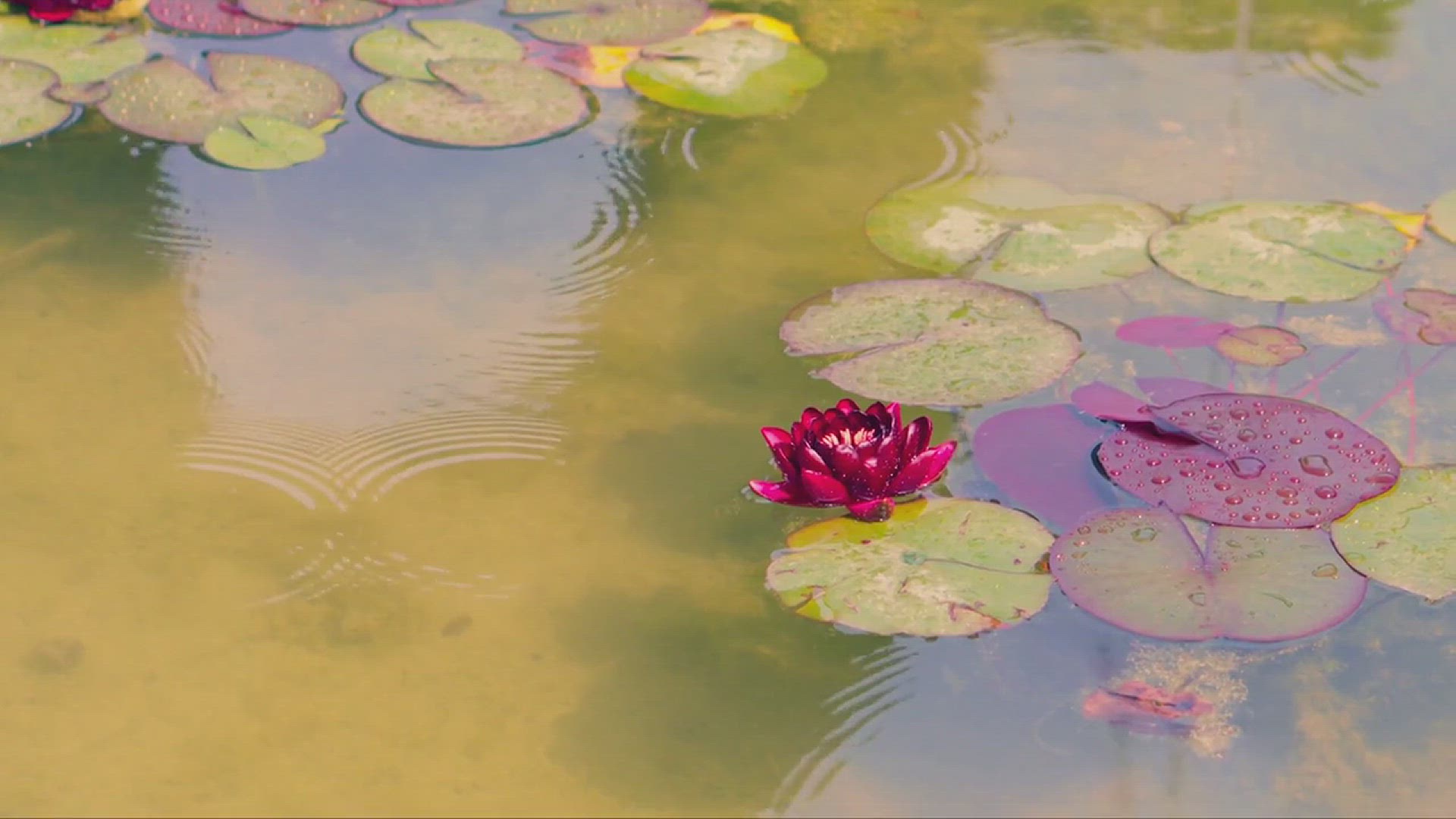'Video thumbnail for Water Garden Koi Pond Ideas'
