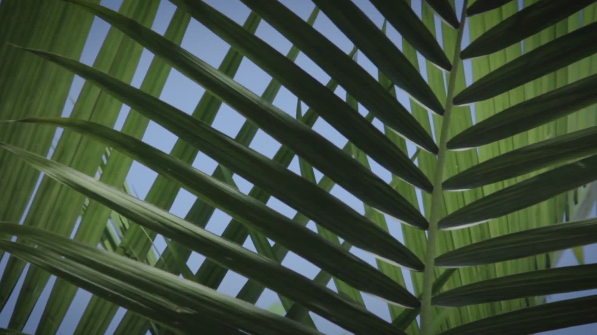 Video thumbnail for A Guide to Buying Coconuts That Are Fresh and Delicious