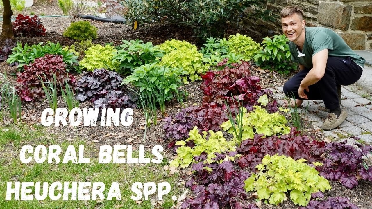 Video thumbnail for CORAL BELLS (Heuchera spp.) - Where to Plant & How to Grow