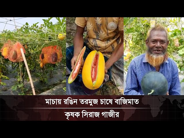 Video thumbnail for মাচায় রঙিন তরমুজ চাষে বাজিমাত কৃষক সিরাজ গাজীর | Janakantha