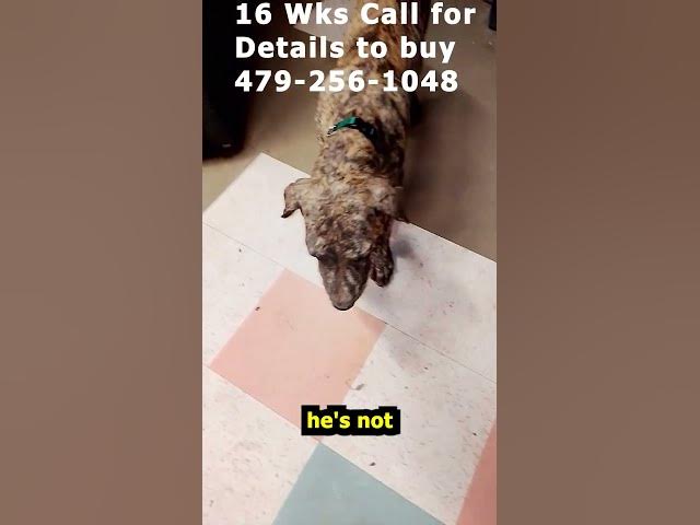 Video thumbnail for Teal Collar Brindle Boy Great Dane 09 04 26 #Shorts