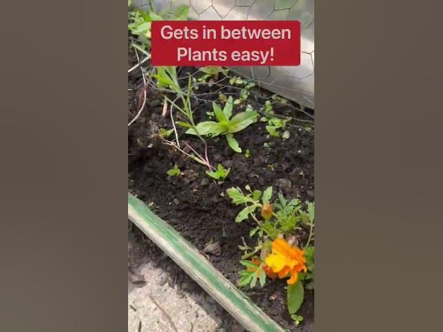 Video thumbnail for My favourite weeding tool: The best one for allotment use!