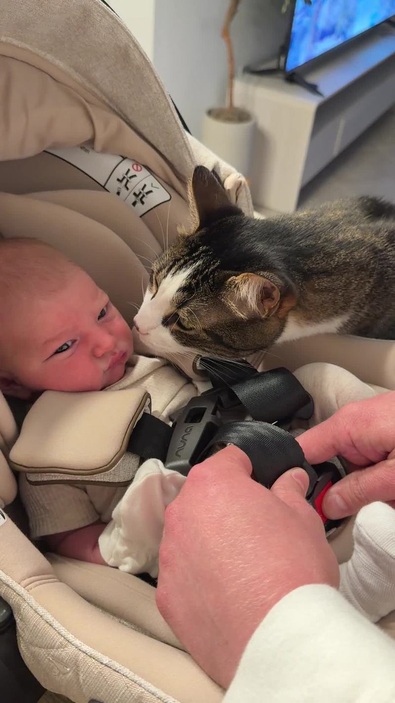 Video thumbnail for Cat Gently Meets Newborn Baby in Car Seat