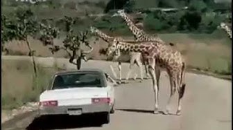 Video thumbnail for La Gran Valencia