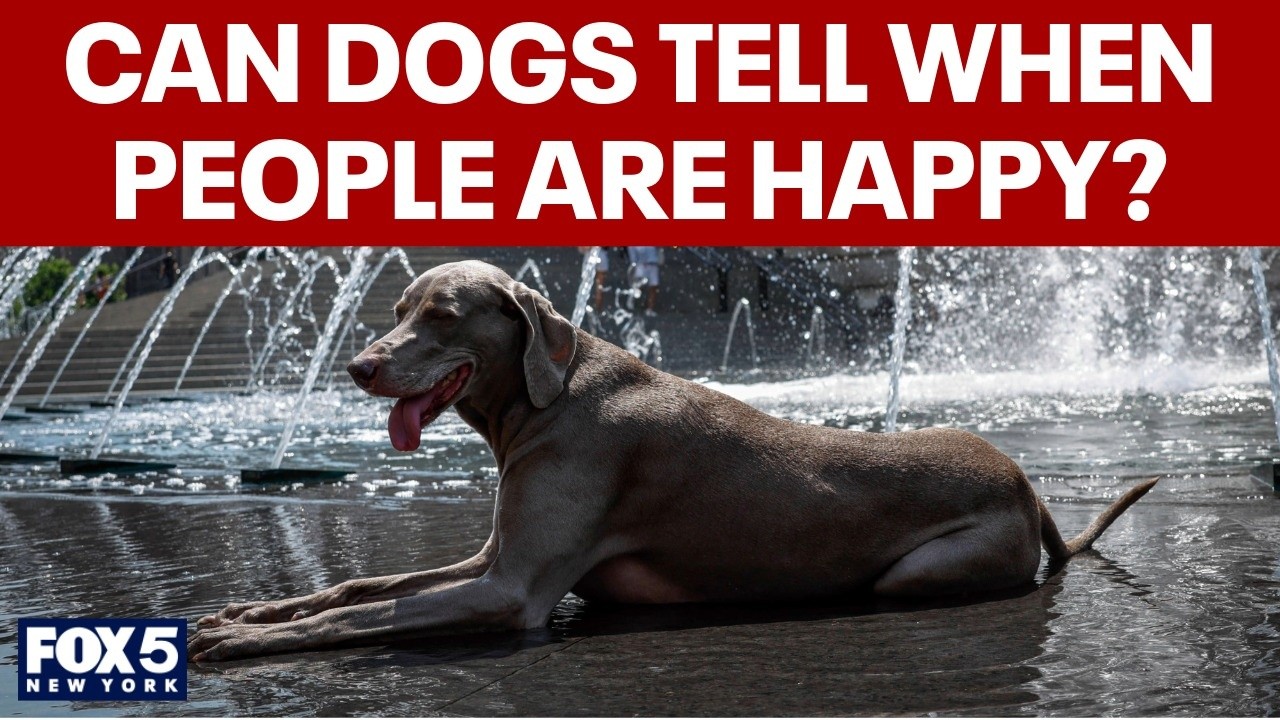 Video thumbnail for New study suggests dogs can tell when humans are happy