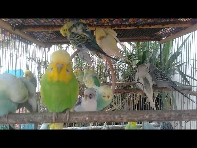 Video thumbnail for The Most Relaxing Budgie Scene Ever ๐ฟ๐๏ธ