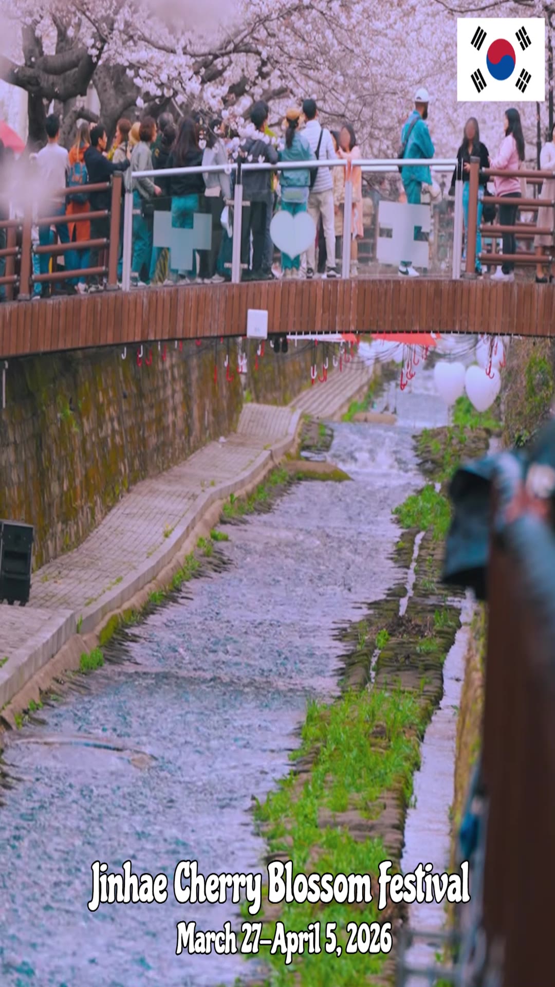Video thumbnail for 🌸🇰🇷 Jinhae Cherry Blossoms — Korea’s Most Magical Spring Festival is Back!