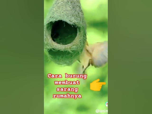 Video thumbnail for cara burung membuat ruma