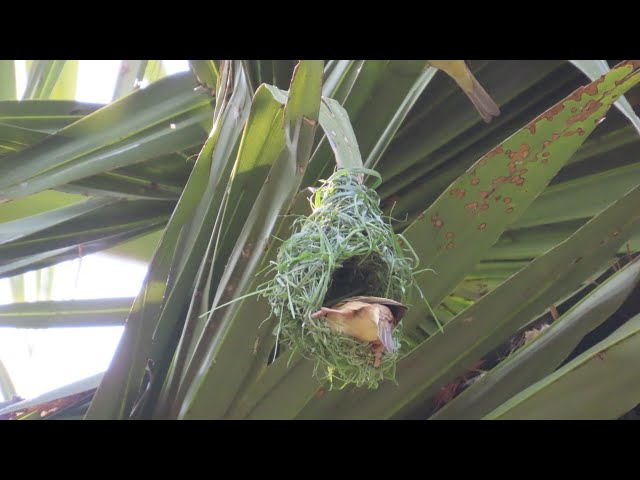Video thumbnail for GOLDEN BIRD BUILDING#baby #birds #nature #wildlife #gold