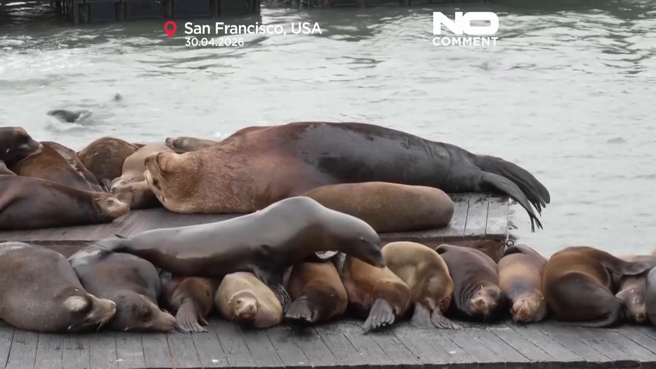 Video thumbnail for Massive sea lion “Chonkers” draws crowds in San Francisco