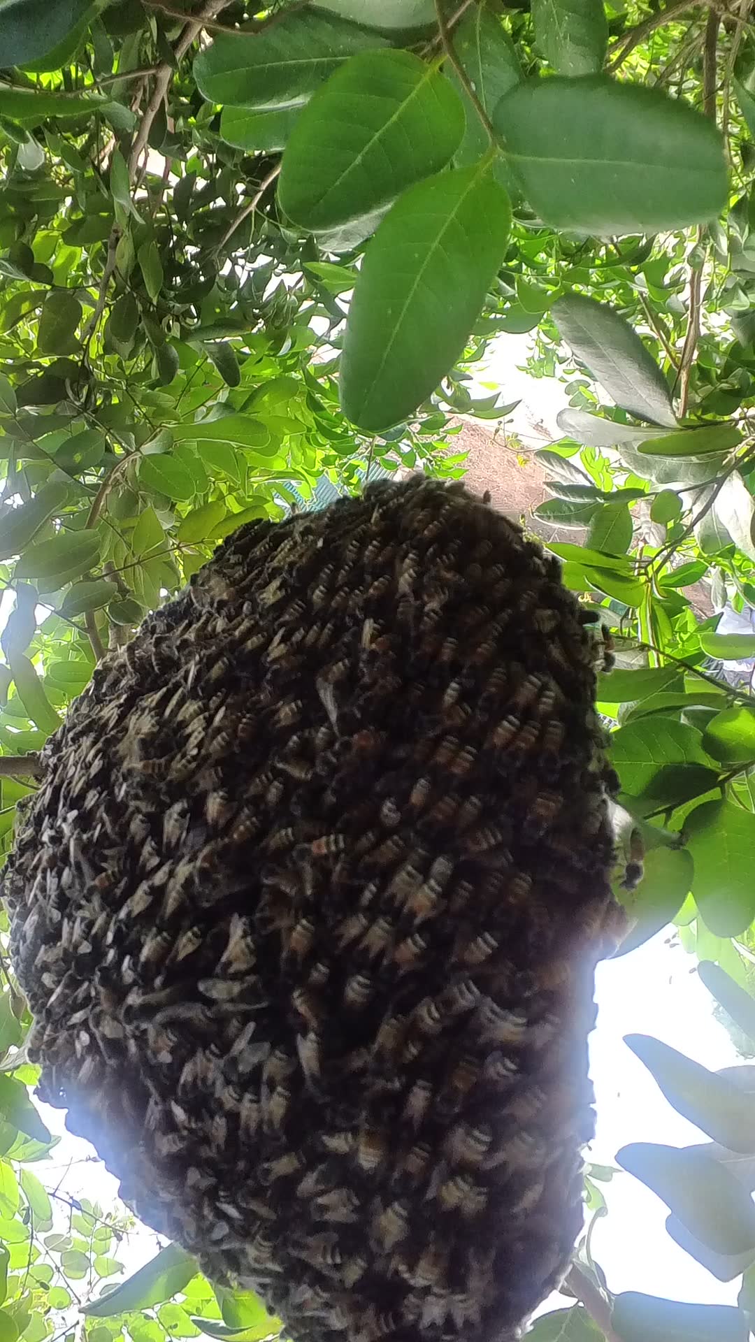 Video thumbnail for Gain Wild bee in forest