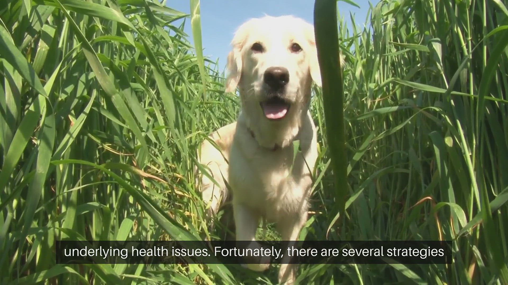 Video thumbnail for Pet Shedding Solutions