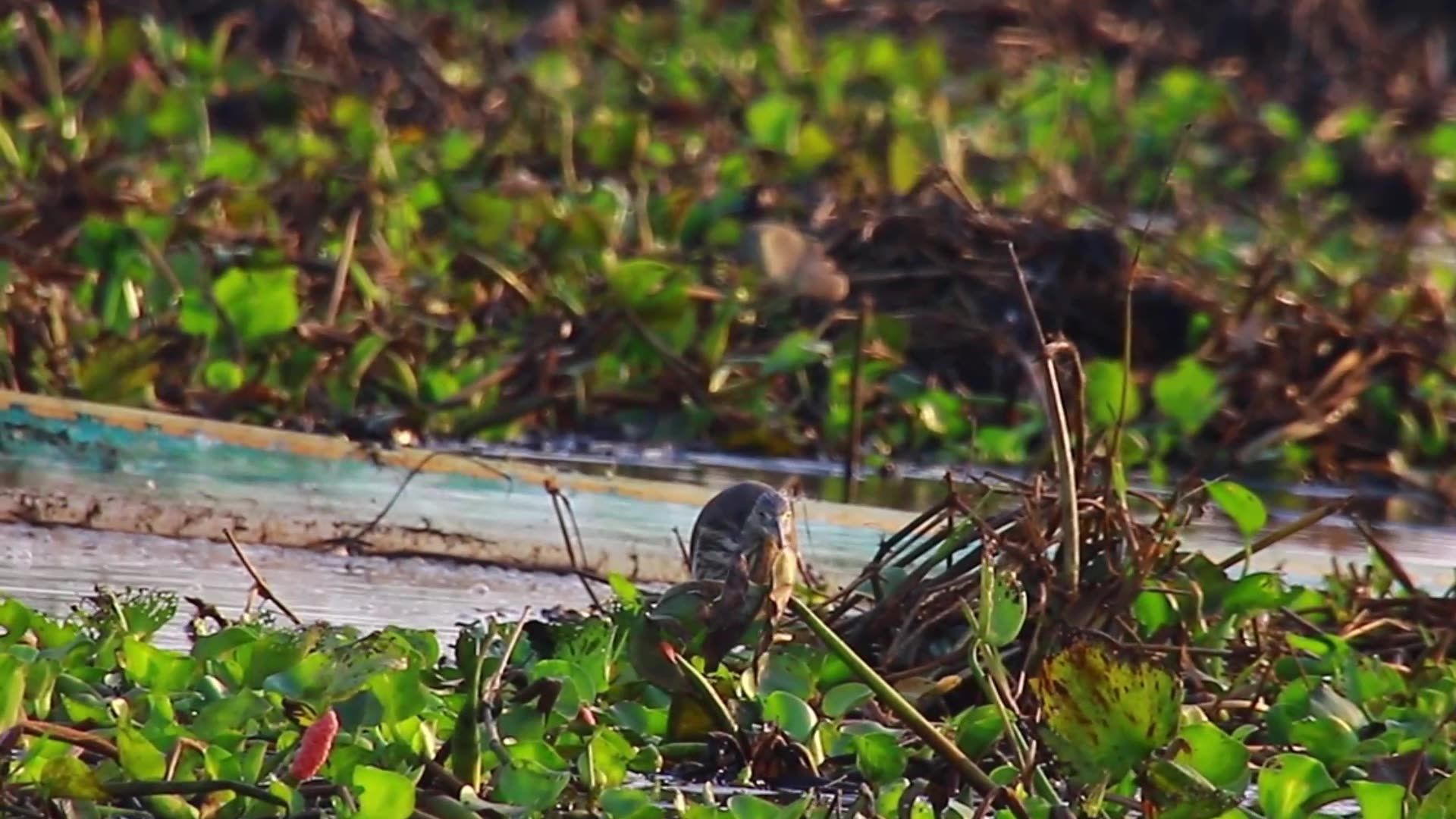 Video thumbnail for In lake bird wait catch food eat every days