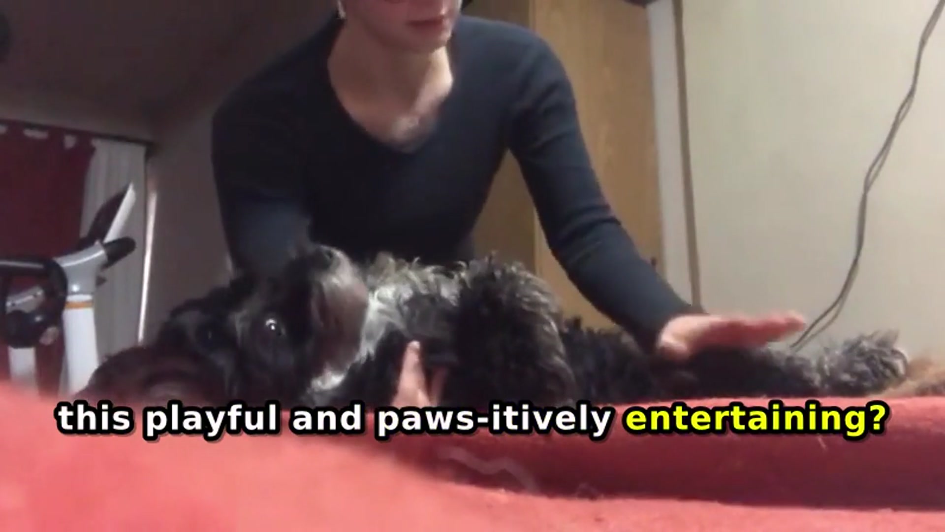 Video thumbnail for Puppy Physio Fun in Córdoba