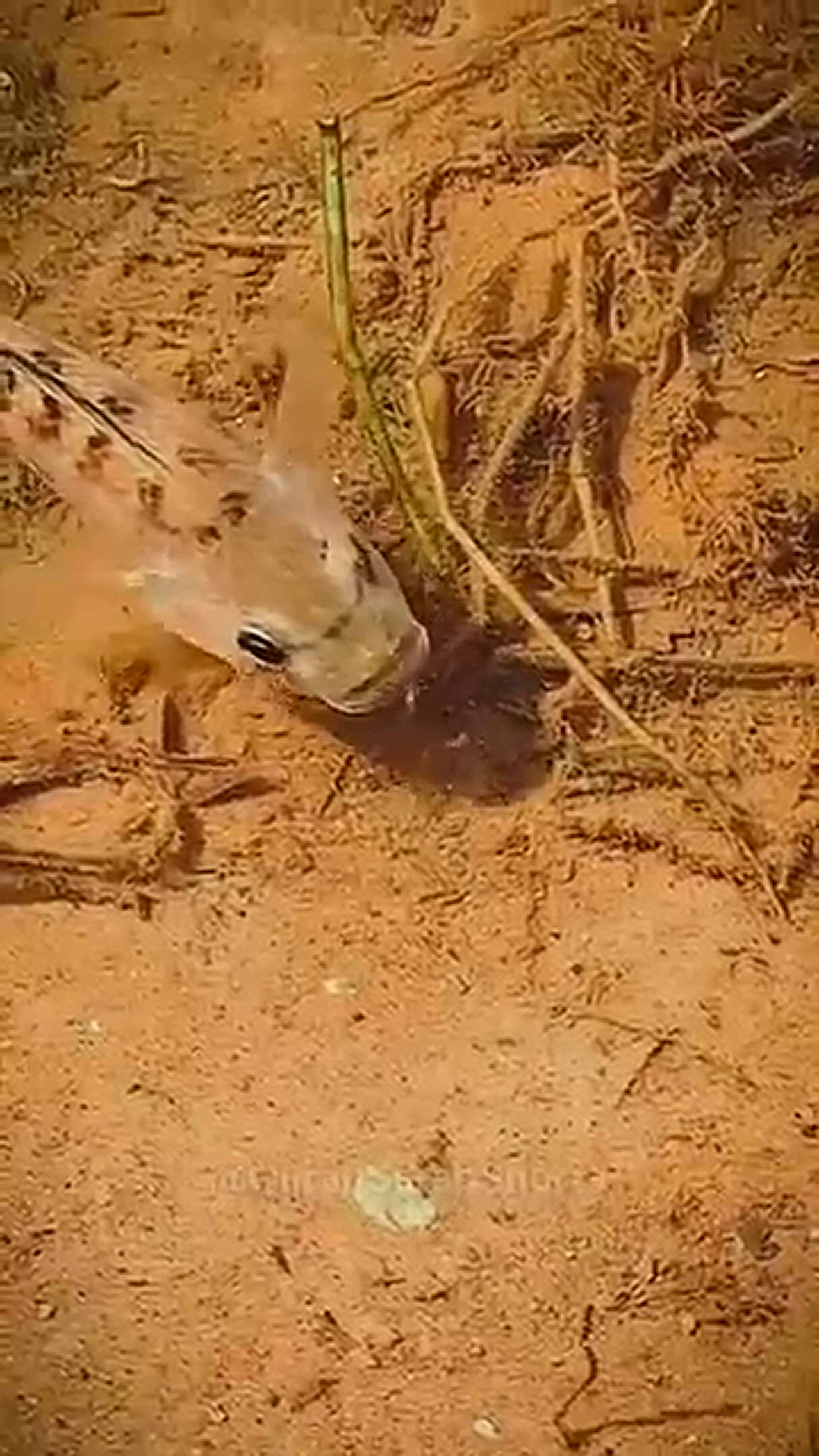 Video thumbnail for Quran-Tilawat-Beautiful-Serene_75