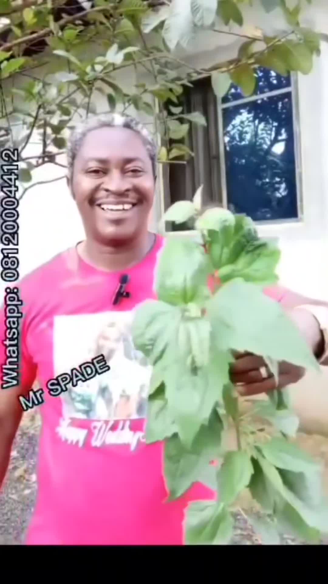 Video thumbnail for Use this leaf to treat any kind of infection.