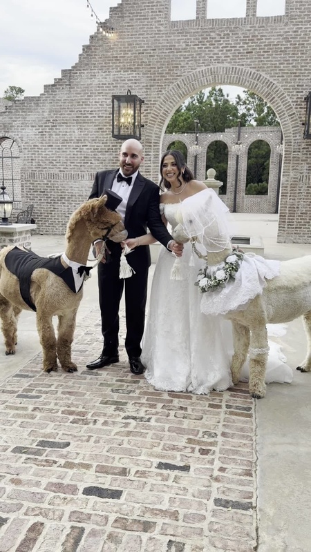 Video thumbnail for Elegant Wedding Portrait with Alpaca Bride and Groom Guests