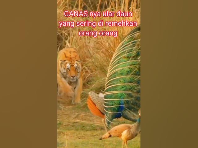 Video thumbnail for Harimau