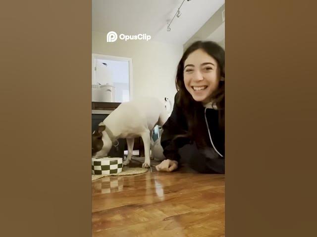 Video thumbnail for Singing Dog, Bulldog in Booties, & More Viral Pet Moments! #funny #shortvideo #viral