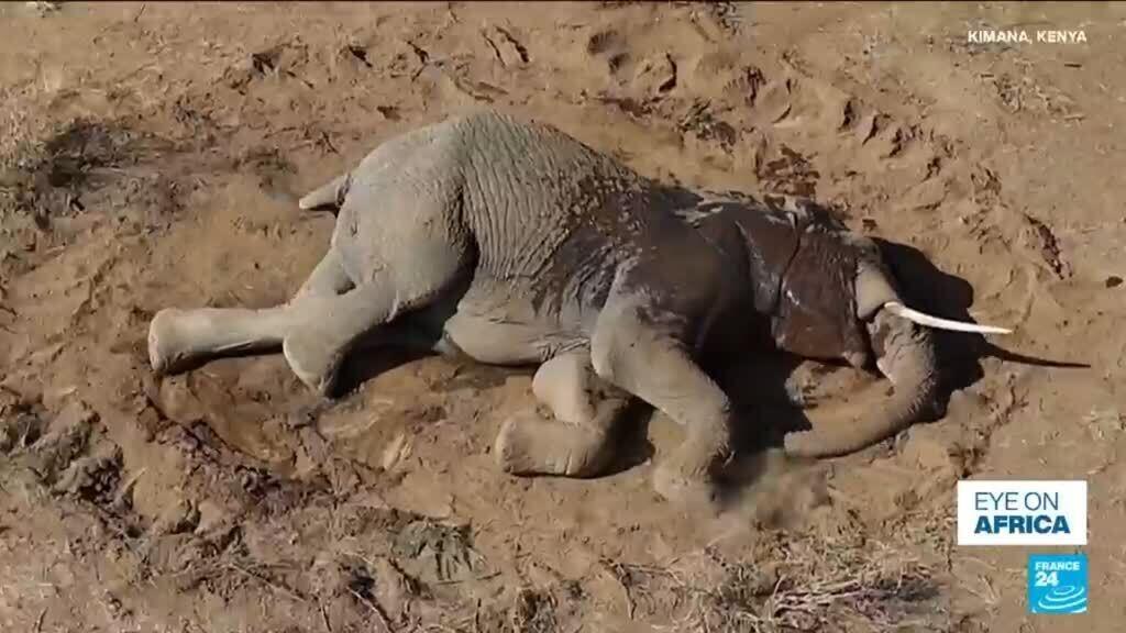 Video thumbnail for At least 20 elephants died in Kenya, theory of cianide poisoning contested