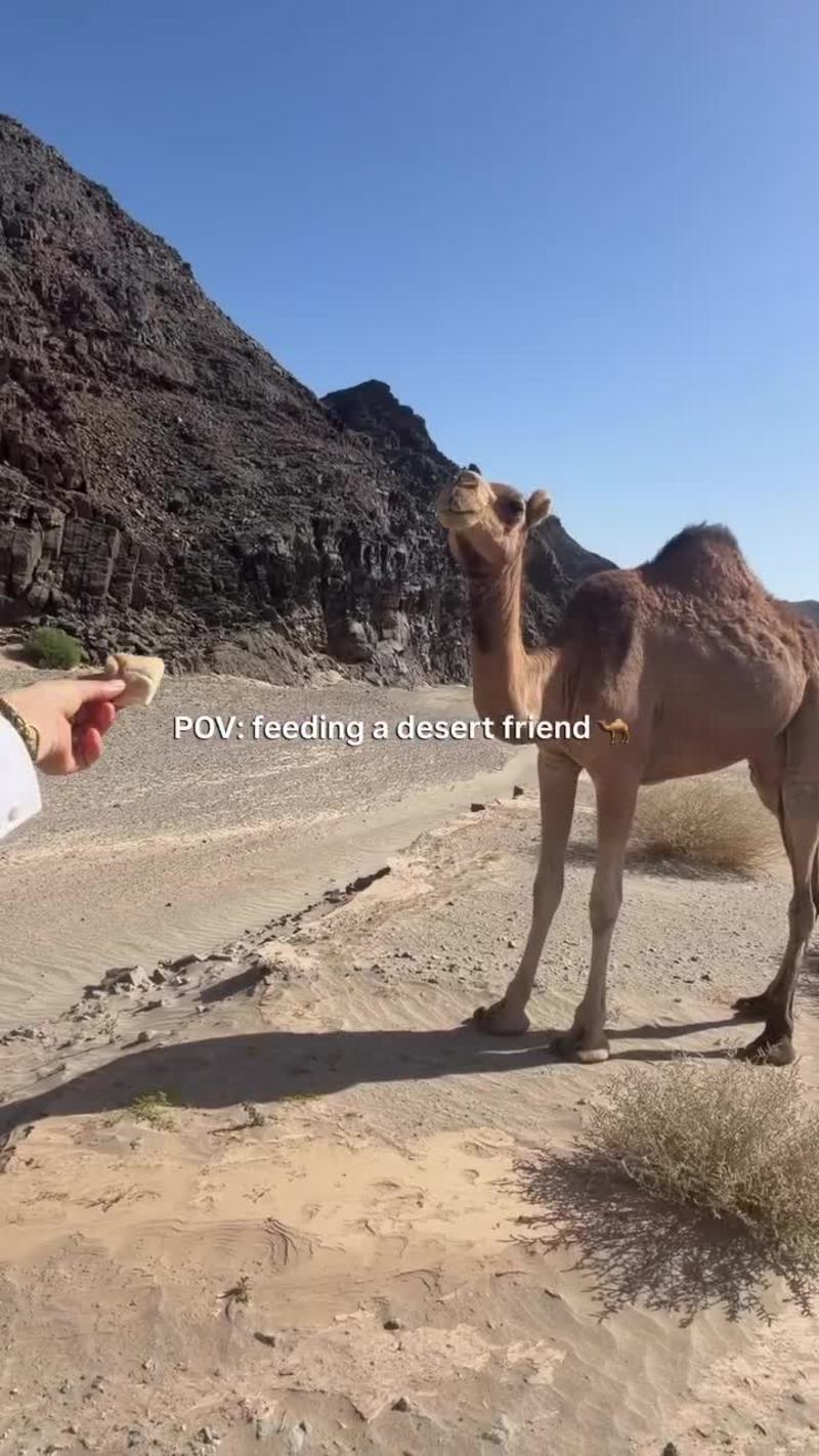 Video thumbnail for Camel Encounter in the Desert with an Unexpected Snake