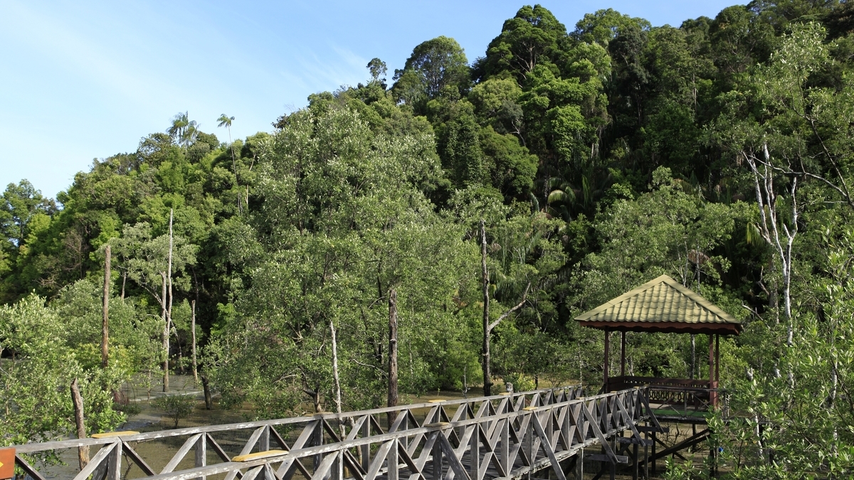'Video thumbnail for Morgens im Bako Nationalpark | Borneo'