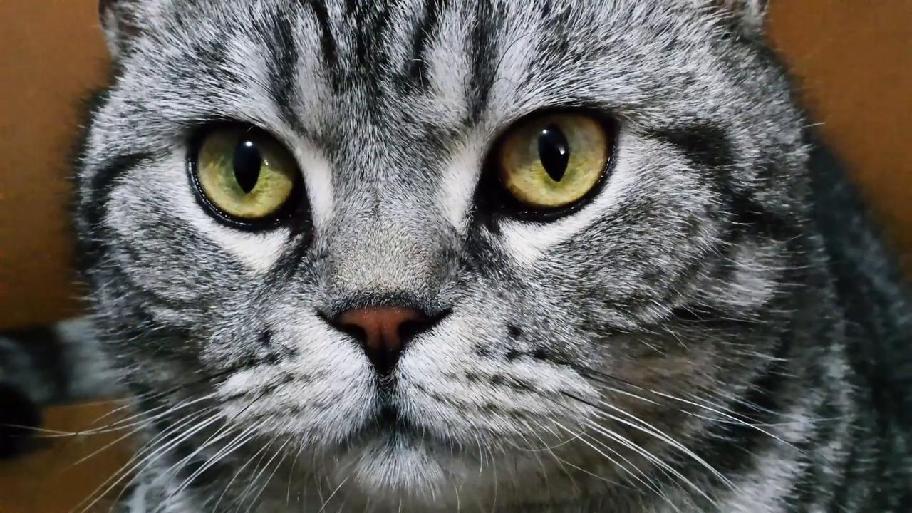 Video thumbnail for China: Cute Cat.
