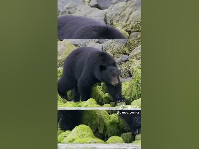 Video thumbnail for Black Bear vs. Mountain Lion | @patrickbell7035