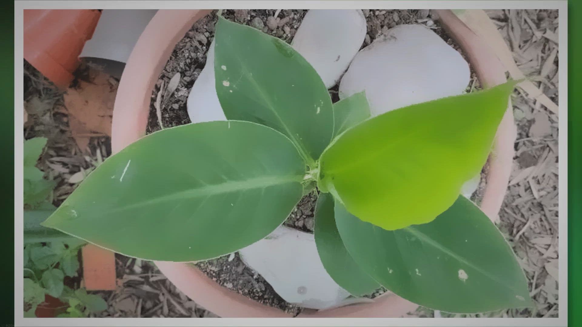 Video thumbnail for Il Banano ornamentale per sentirsi ai tropici - Nati per terra - la passione per il verde