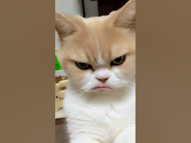 Video thumbnail for Hard life of cats