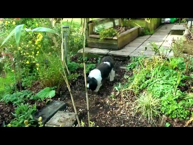 Video thumbnail for My Garden Spring 2020