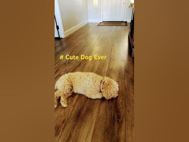 Video thumbnail for # Cute DOG