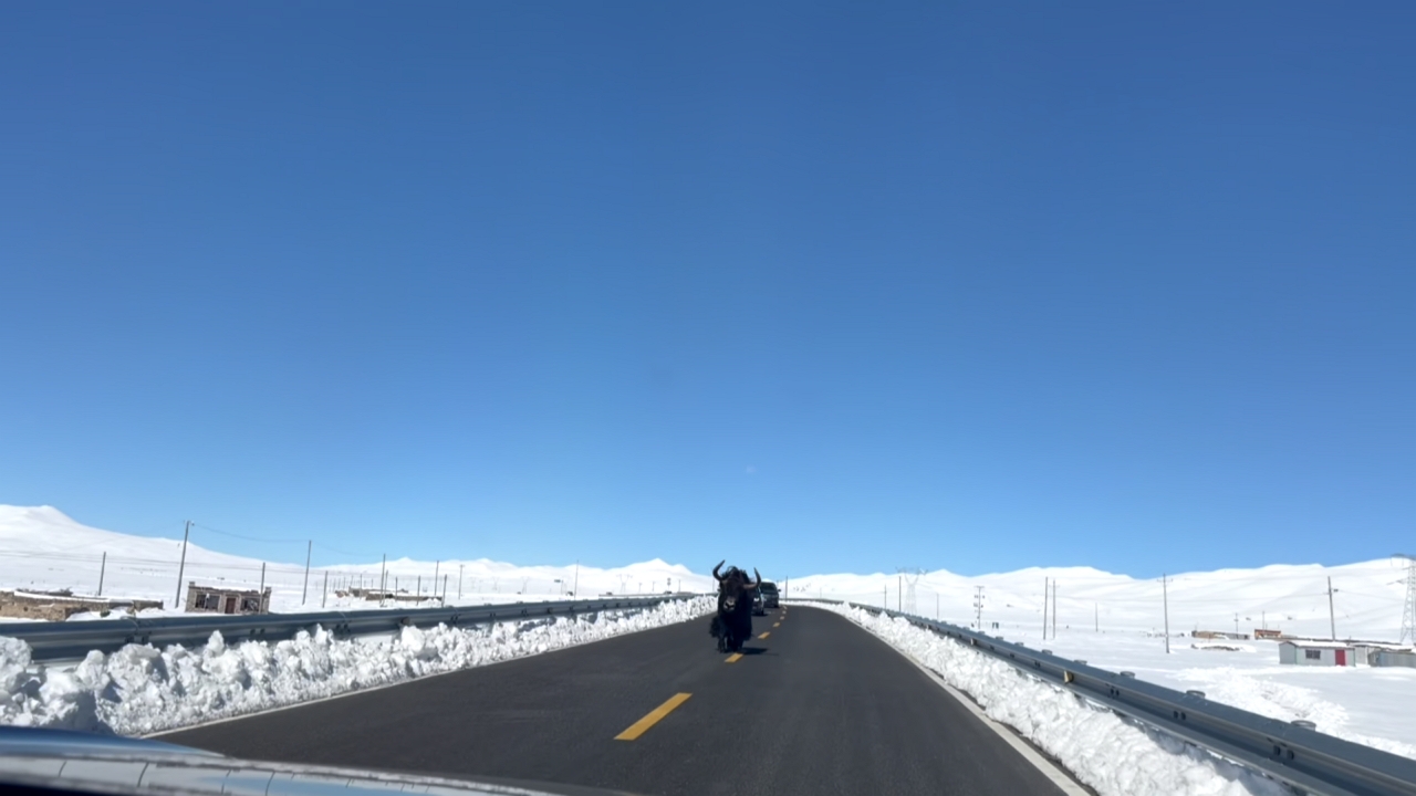 Video thumbnail for Yak Blocks Car and Jumps Over Guardrail on Tibetan Mountain Road