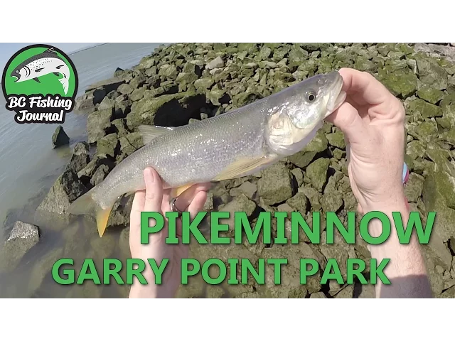 Video thumbnail for Pikeminnow Fishing - Garry Point Park