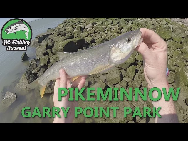 Video thumbnail for Pikeminnow Fishing - Garry Point Park