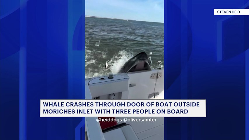 Video thumbnail for CAUGHT ON VIDEO: Whale slams into boat outside Moriches Inlet