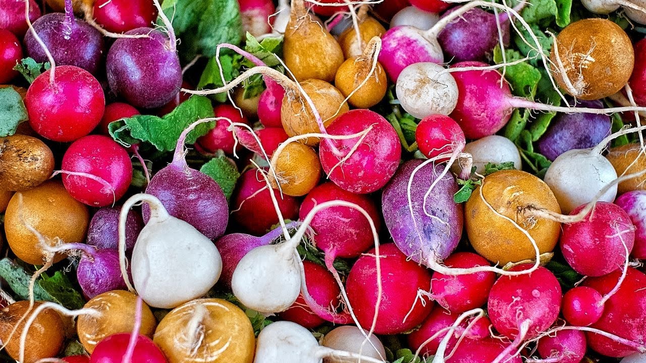 Video thumbnail for 10 Delicious and Nutritious Types of Radishes to Try in Your Garden