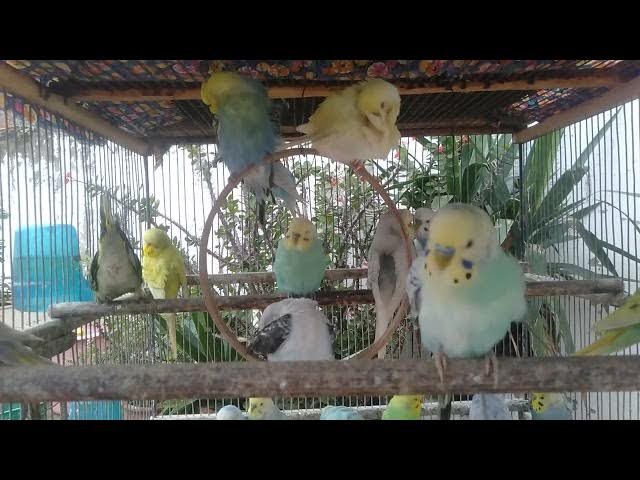 Video thumbnail for Rare Spangle Budgie Showing Its Pattern ๐ โจ