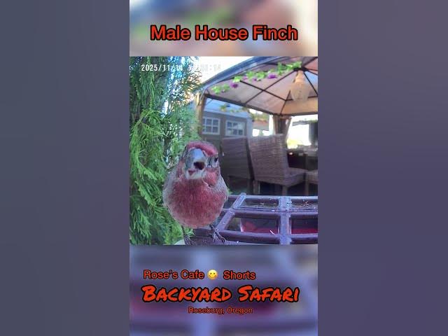 Video thumbnail for Backyard Safari - Shorts #birdwatching