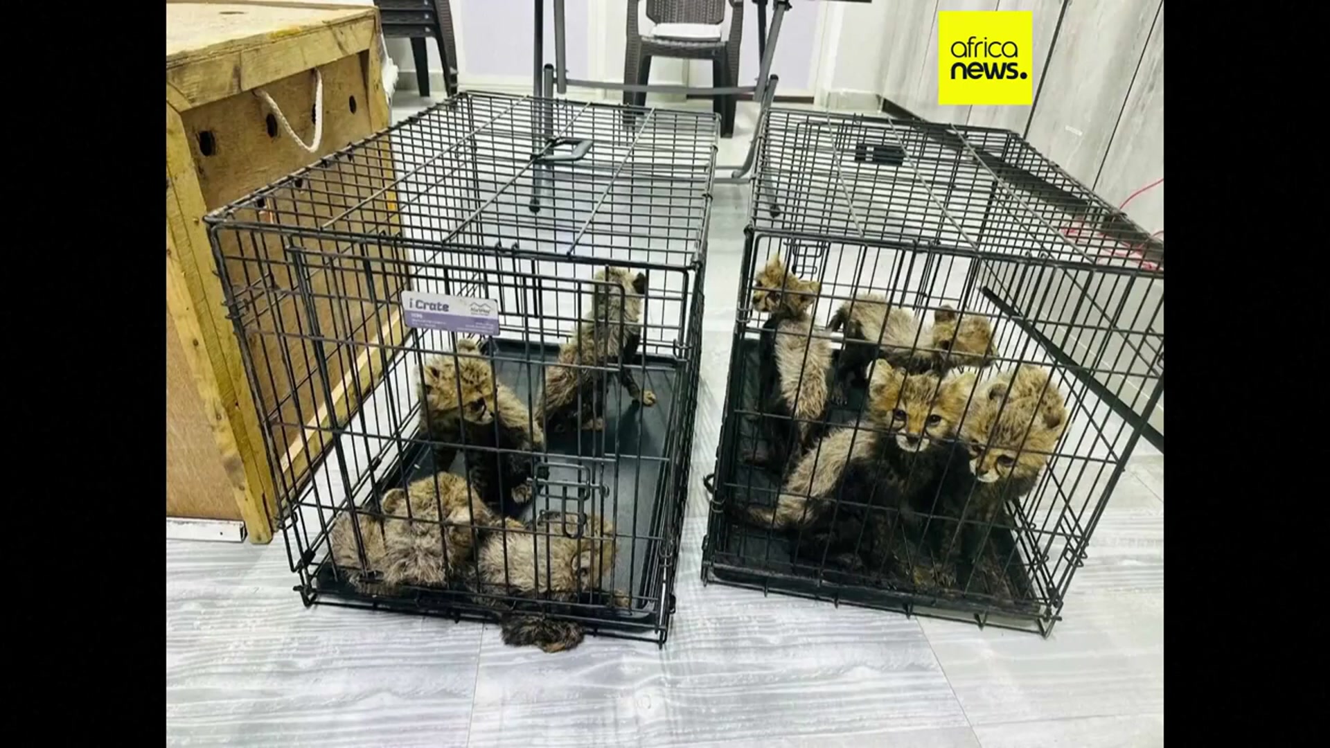 'Video thumbnail for Somaliland: eleven cheetah cubs rescued from illegal trade in exotic pets'