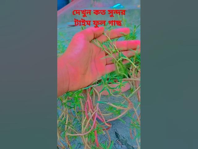 Video thumbnail for এখন কত সুন্দর সুন্দর টাইম। what a nice time flower  tree.#subscribe #sohatvideo #new