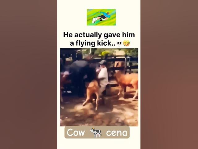Video thumbnail for Cow kick #cow #fun #fails