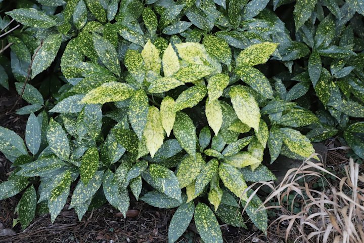 Video thumbnail for Now is the best time to plant trees and shrubs in your garden. Here's why.