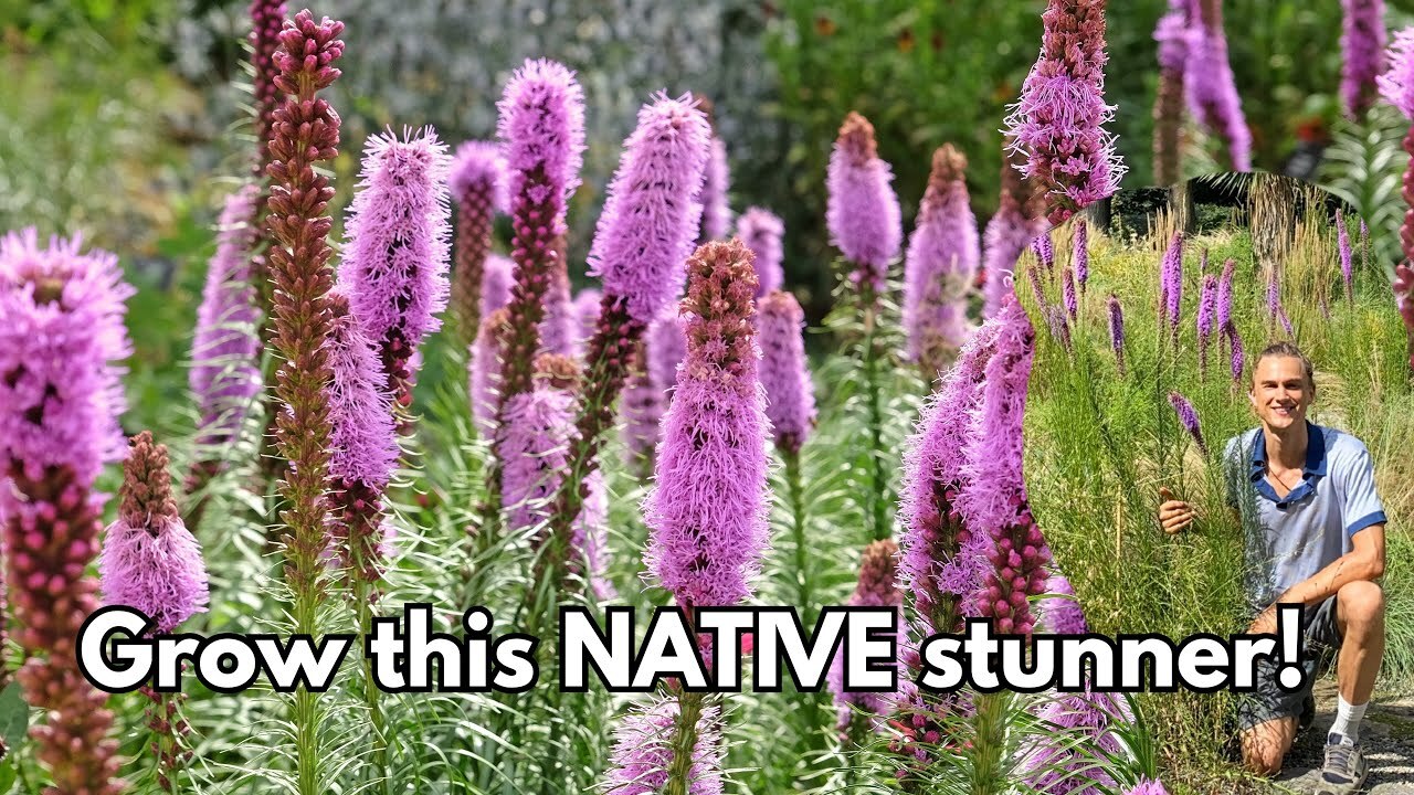 Video thumbnail for How to Grow LIATRIS - from Bulbs & Potted Plants - North American Native Plant