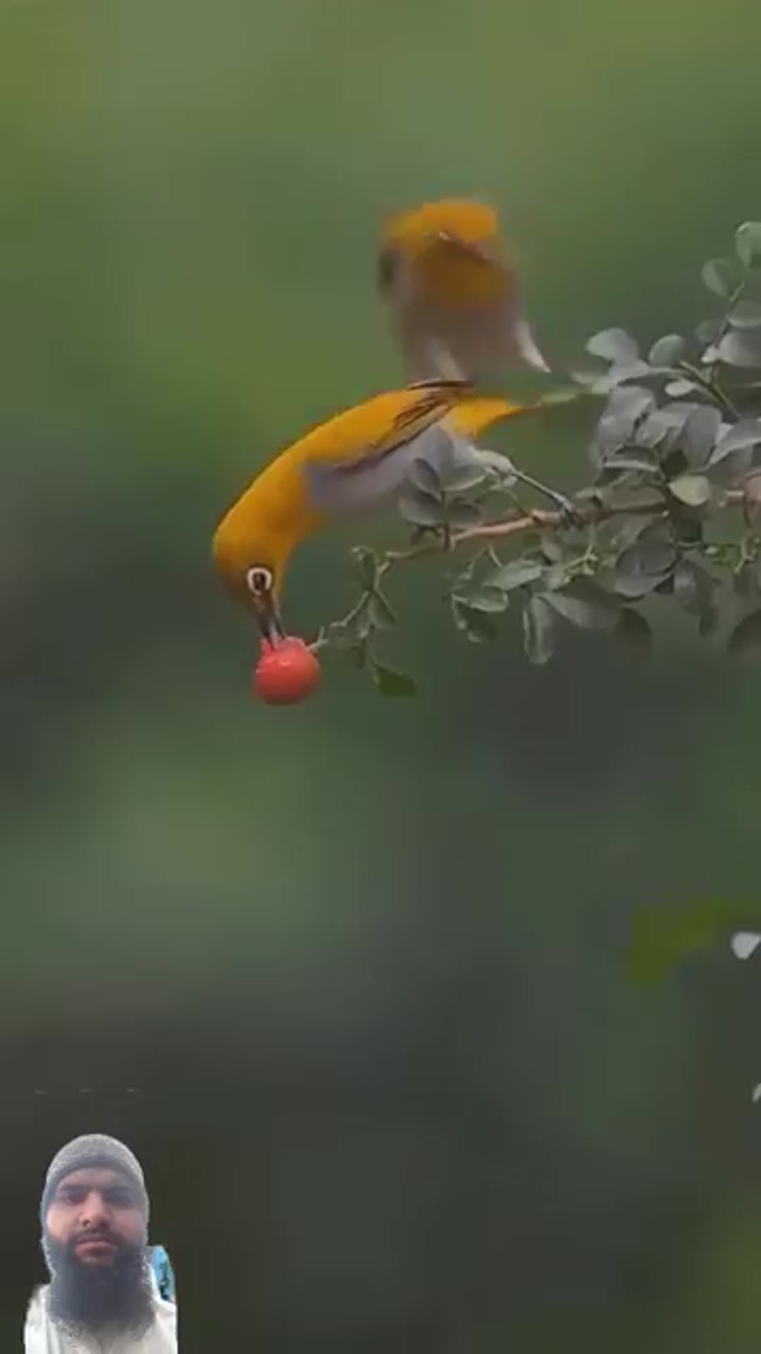 Video thumbnail for Surah-al-qari-nature-quran-tilawat-youtu_77