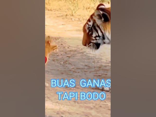 Video thumbnail for HARIMAU DI LAWAN KUCING #pawangsinga #mobilbarakuda #publiknusantara