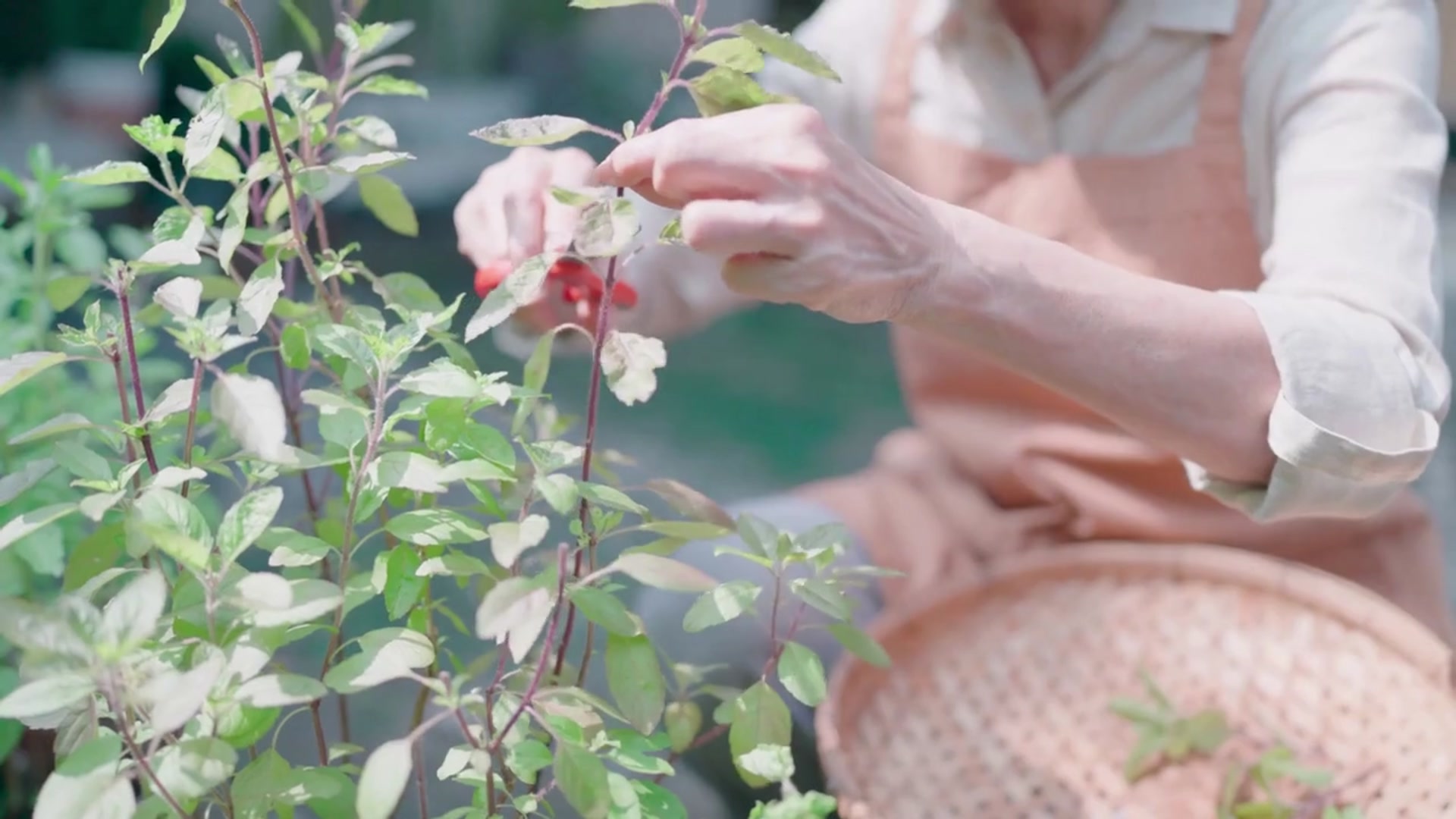 Video thumbnail for Tips for Growing Basil