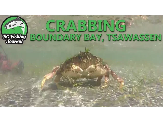 Video thumbnail for Dungeness Crabbing with my hands - Boundary Bay, Tsawwassen (techno remix)